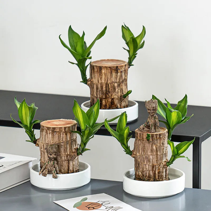 Lucky Brazil Wood Potted Plant 🔥 Buy 1 Get 1 Free🔥
