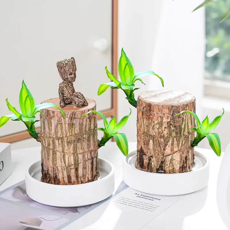 Lucky Brazil Wood Potted Plant 🔥 Buy 1 Get 1 Free🔥