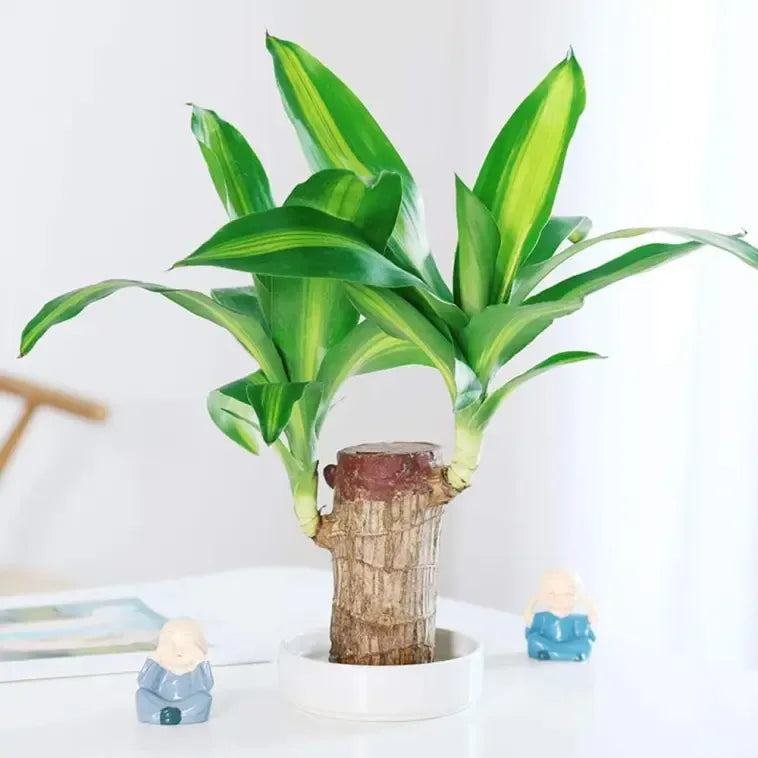 Lucky Brazil Wood Potted Plant 🔥 Buy 1 Get 1 Free🔥