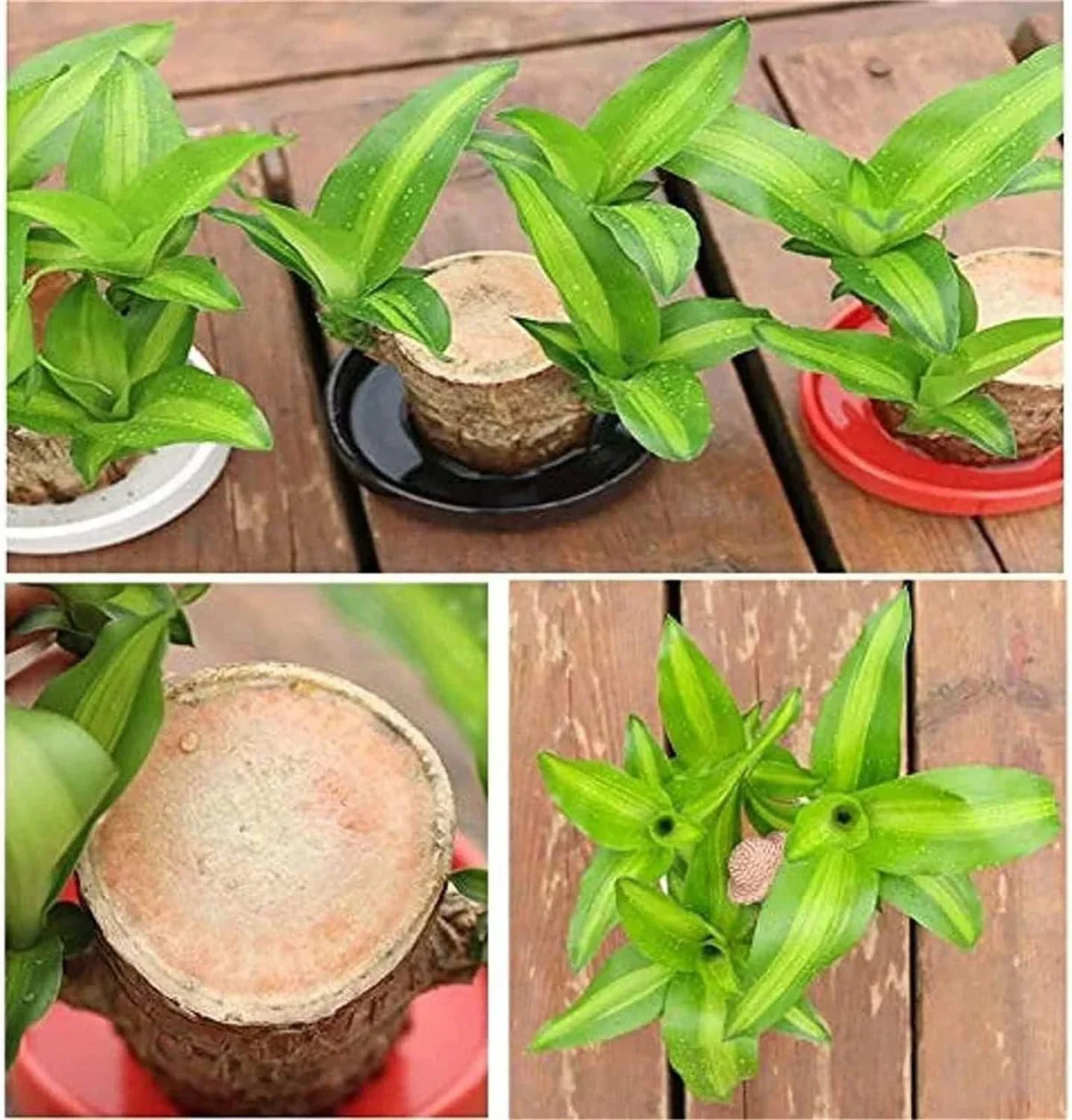 Lucky Brazil Wood Potted Plant 🔥 Buy 1 Get 1 Free🔥