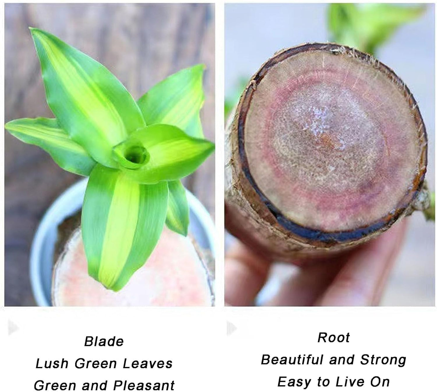 Lucky Brazil Wood Potted Plant 🔥 Buy 1 Get 1 Free🔥
