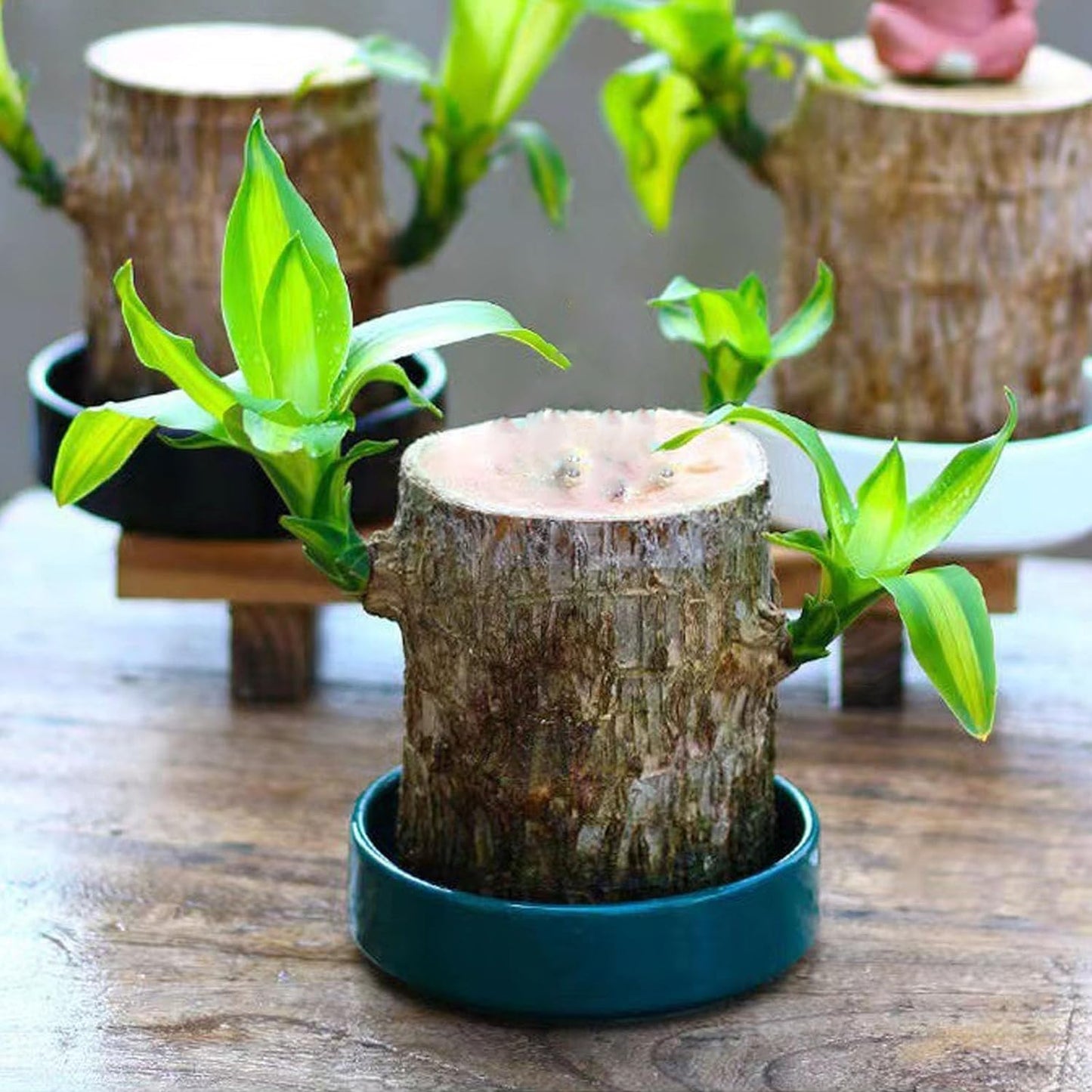 Lucky Brazil Wood Potted Plant 🔥 Buy 1 Get 1 Free🔥