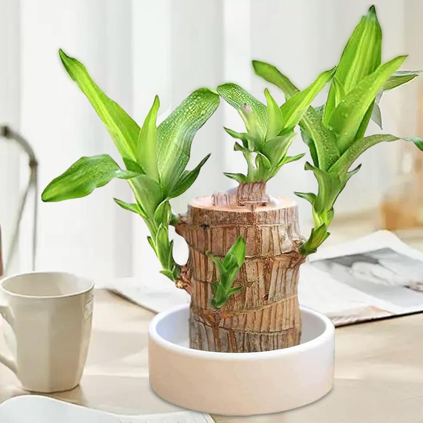 Lucky Brazil Wood Potted Plant 🔥 Buy 1 Get 1 Free🔥