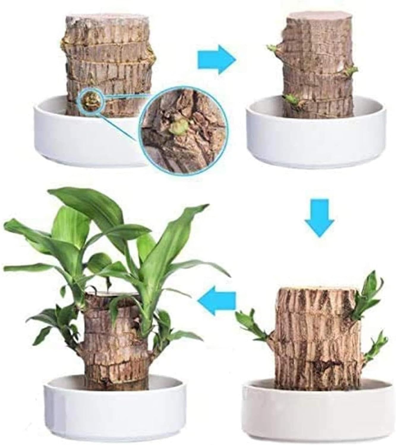 Lucky Brazil Wood Potted Plant 🔥 Buy 1 Get 1 Free🔥